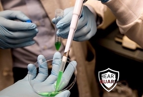 PROJECT STATUS - Heart Guard - JUNE